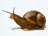 Виноградная улитка, Snail