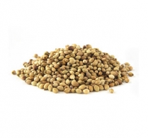 Кориандр,Coriander