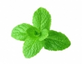 Мята, перечная,садовая, Mint