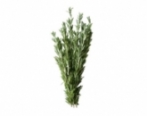 Розмарин, Rosemary 