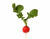 Редис,radish