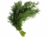 Укроп, dill
