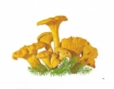 Лисички,chanterelles