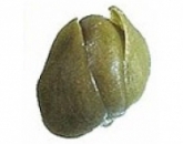 Каперсы
